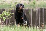 ROTTWEILER 237